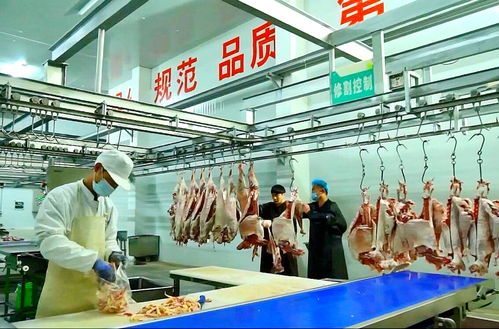 宁夏“身价百亿”的羊 运动咨询服务如何炼成产业传奇